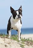 BOSTON TERRIER 280